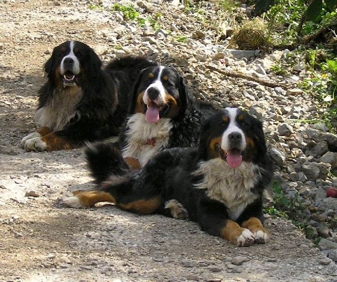 Les chiens de la maison....